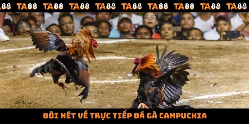 Đôi nét về trực tiếp đá gà Campuchia
