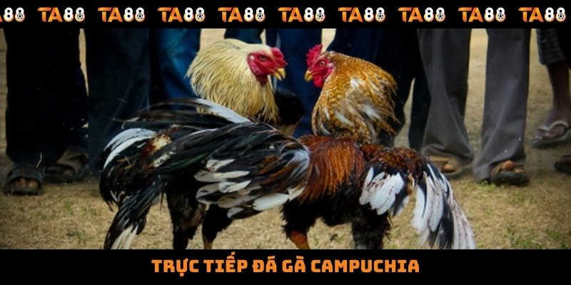 Trực Tiếp Đá Gà Campuchia Với Nhiều Giải Đấu, Hình Thức